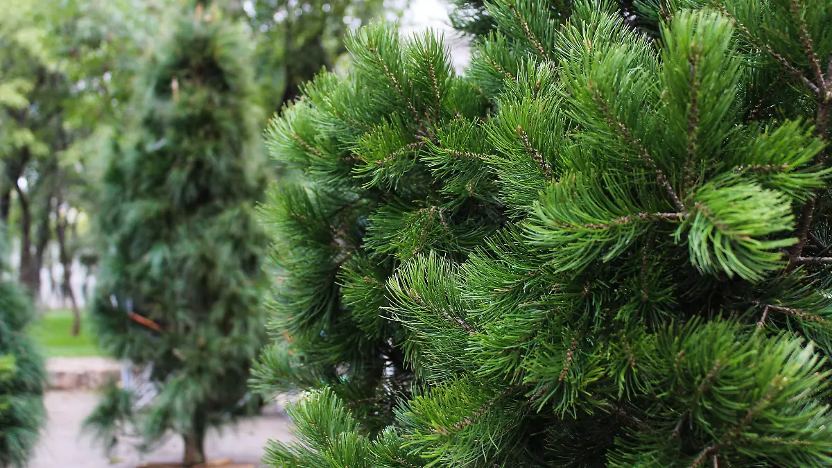 Árbol de Navidad natural